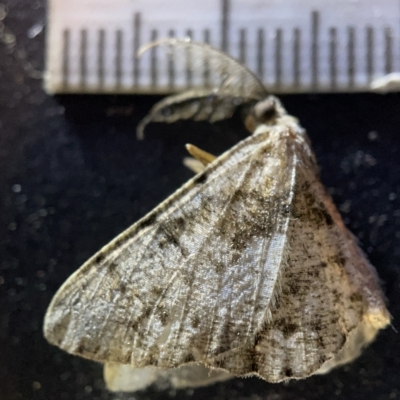Unplaced externaria (Mahogany Bark Moth) at Sullivans Creek, Acton - 27 Mar 2023 by Hejor1