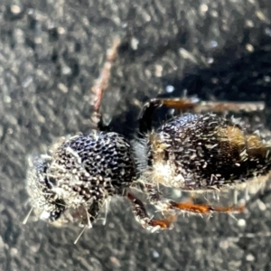 Odontomyrme sp. (genus) at Sullivans Creek, Acton - 27 Mar 2023 02:00 PM