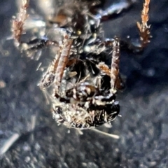 Odontomyrme sp. (genus) at Sullivans Creek, Acton - 27 Mar 2023