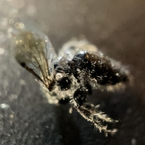 Mutillidae (family) at Sullivans Creek, Acton - 27 Mar 2023