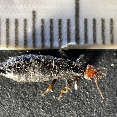 Nesogaster ruficeps (Red-headed earwig) at Sullivans Creek, Acton - 27 Mar 2023 by Hejor1