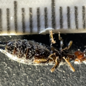 Nesogaster ruficeps at Acton, ACT - 27 Mar 2023