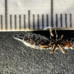 Nesogaster ruficeps at Acton, ACT - 27 Mar 2023