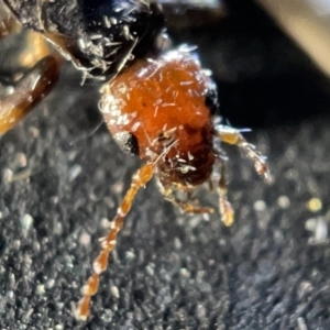 Nesogaster ruficeps at Acton, ACT - 27 Mar 2023 02:07 PM