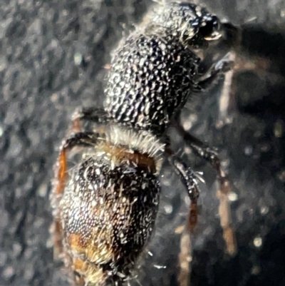 Mutillidae (family) (Unidentified Mutillid wasp or velvet ant) at Acton, ACT - 27 Mar 2023 by Hejor1