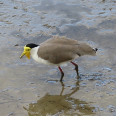 Vanellus miles (Masked Lapwing) at Cairns City, QLD - 29 Mar 2023 by MatthewFrawley