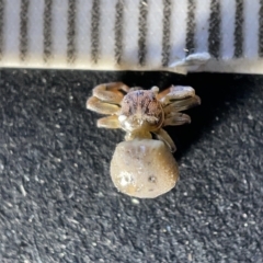 Cymbacha ocellata (Crab spider) at Acton, ACT - 27 Mar 2023 by Hejor1