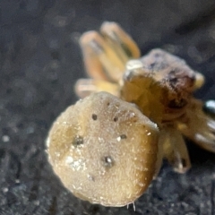 Cymbacha ocellata at Acton, ACT - 27 Mar 2023 01:14 PM