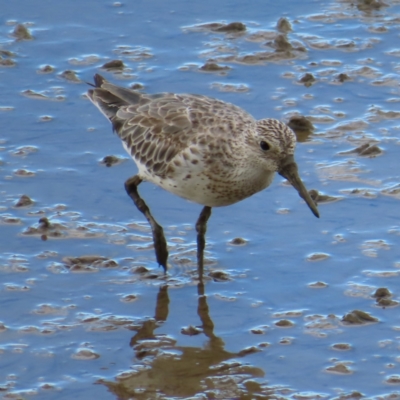 Calidris tenuirostris (Great Knot) at Cairns City, QLD - 29 Mar 2023 by MatthewFrawley