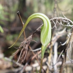 Diplodium ampliatum (Large Autumn Greenhood) at Stromlo, ACT - 29 Mar 2023 by RobG1