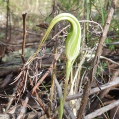 Diplodium ampliatum at Stromlo, ACT - 29 Mar 2023