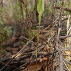 Diplodium ampliatum at Stromlo, ACT - 29 Mar 2023