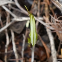 Diplodium ampliatum at Stromlo, ACT - 29 Mar 2023