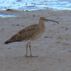 Numenius phaeopus (Whimbrel) at Cairns City, QLD - 29 Mar 2023 by MatthewFrawley