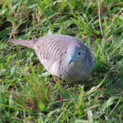 Geopelia placida (Peaceful Dove) at Cairns City, QLD - 29 Mar 2023 by MatthewFrawley