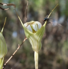 Diplodium reflexum (Dainty Greenhood) - 1 Jan 1900 by RobG1