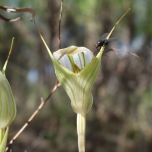 Diplodium reflexum at Molonglo Valley, ACT - suppressed