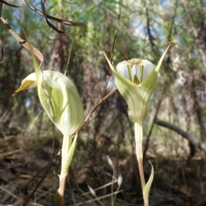 Diplodium reflexum at Molonglo Valley, ACT - suppressed