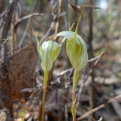 Diplodium reflexum at Molonglo Valley, ACT - 29 Mar 2023