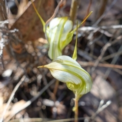 Diplodium reflexum at Molonglo Valley, ACT - 29 Mar 2023