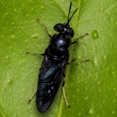 Hermetia illucens (American Soldier Fly) at Murrumbateman, NSW - 29 Mar 2023 by amiessmacro