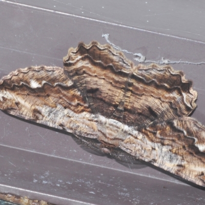 Scioglyptis lyciaria (White-patch Bark Moth) at Stirling, ACT - 26 Mar 2023 by Harrisi
