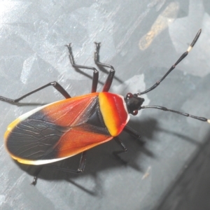 Dindymus versicolor at Stirling, ACT - 26 Mar 2023