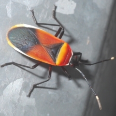 Dindymus versicolor at Stirling, ACT - 26 Mar 2023