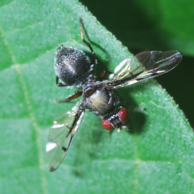 Pogonortalis doclea (Boatman fly) at Stirling, ACT - 25 Mar 2023 by Harrisi