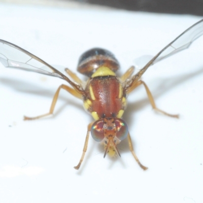 Bactrocera (Bactrocera) tryoni (Queensland fruit fly) at Stirling, ACT - 29 Mar 2023 by Harrisi