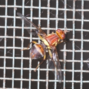 Bactrocera (Bactrocera) tryoni at Stirling, ACT - 29 Mar 2023 11:27 AM