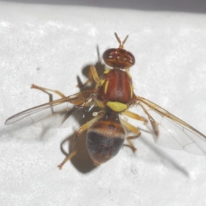 Bactrocera (Bactrocera) tryoni at Stirling, ACT - 29 Mar 2023 11:27 AM