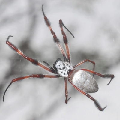 Trichonephila edulis (Golden orb weaver) at Stromlo, ACT - 27 Mar 2023 by Harrisi