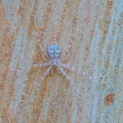 Tamopsis sp. (genus) (Two-tailed spider) at Higgins, ACT - 26 Mar 2023 by Trevor