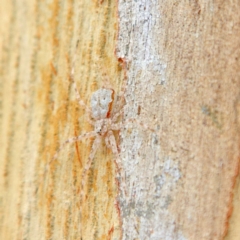 Tamopsis sp. (genus) at Higgins, ACT - 26 Mar 2023