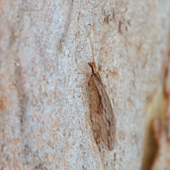 Oedosmylus tasmaniensis (Lacewing) at Higgins, ACT - 26 Mar 2023 by MichaelWenke