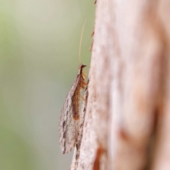 Oedosmylus tasmaniensis at Higgins, ACT - 26 Mar 2023 03:08 PM