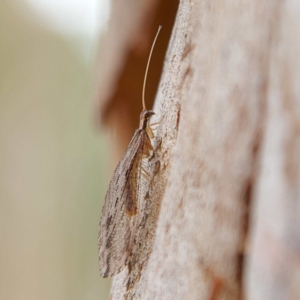 Oedosmylus tasmaniensis at Higgins, ACT - 26 Mar 2023