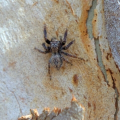 Servaea incana (Hoary Servaea) at Higgins, ACT - 26 Mar 2023 by Trevor