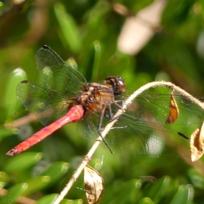 Orthetrum villosovittatum (Fiery Skimmer) at Braemar, NSW - 6 Mar 2023 by Curiosity