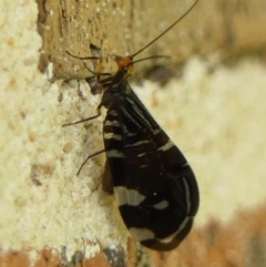 Porismus strigatus (Pied Lacewing) at Braemar, NSW - 15 Mar 2023 by Curiosity