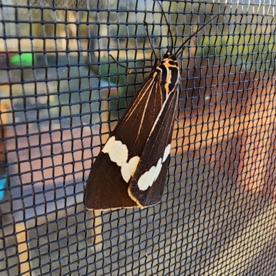 Nyctemera amicus (Senecio Moth, Magpie Moth, Cineraria Moth) at Gundaroo, NSW - 29 Mar 2023 by Gunyijan