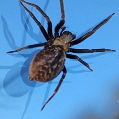 Badumna sp. (genus) (Lattice-web spider) at Gundaroo, NSW - 30 Mar 2023 by Gunyijan