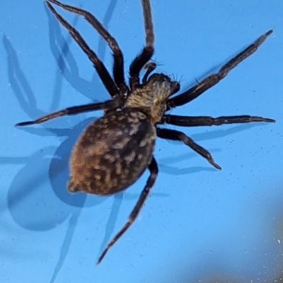 Badumna sp. (genus) (Lattice-web spider) at Gundaroo, NSW - 30 Mar 2023 by Gunyijan