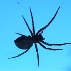 Badumna sp. (genus) at Gundaroo, NSW - 30 Mar 2023 08:20 AM