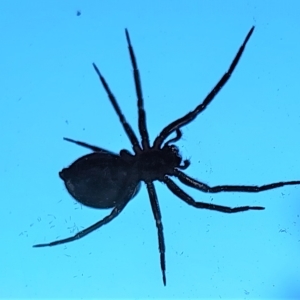 Badumna (genus) at Gundaroo, NSW - 30 Mar 2023 08:20 AM