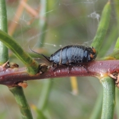 Ellipsidion australe (Austral Ellipsidion cockroach) at Bruce, ACT - 30 Oct 2022 by MichaelBedingfield