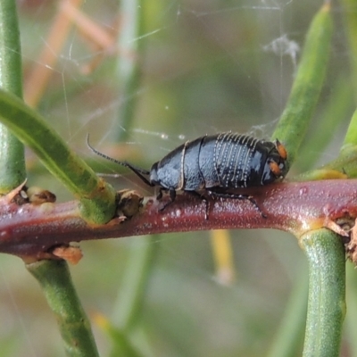 Ellipsidion australe (Austral Ellipsidion cockroach) at Bruce, ACT - 30 Oct 2022 by michaelb