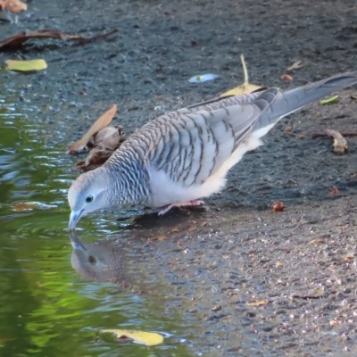 Geopelia placida (Peaceful Dove) at Cairns City, QLD - 29 Mar 2023 by MatthewFrawley