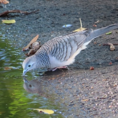 Geopelia placida (Peaceful Dove) at Cairns City, QLD - 30 Mar 2023 by MatthewFrawley